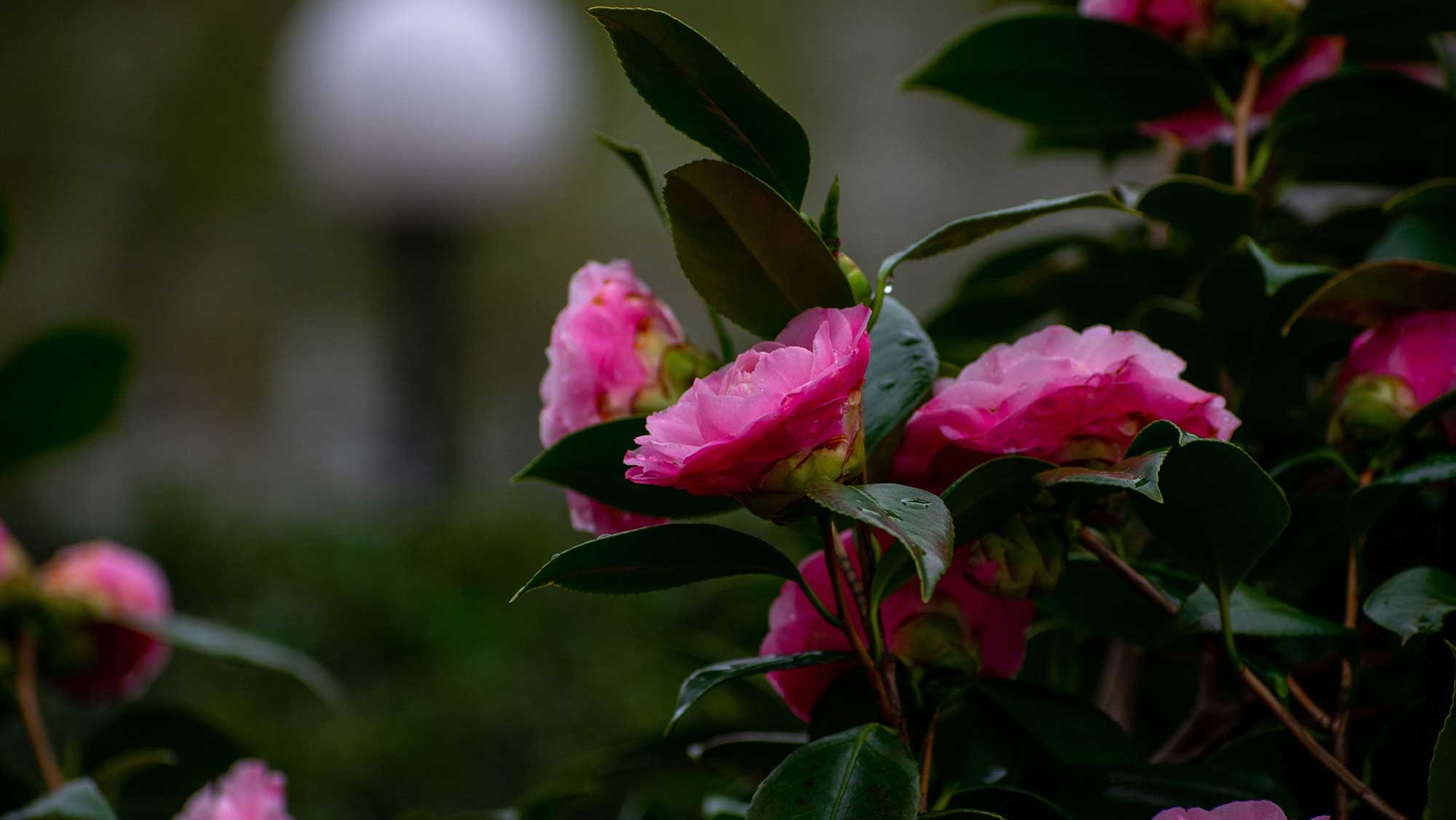 Pink Camellias with blurry bokeh background