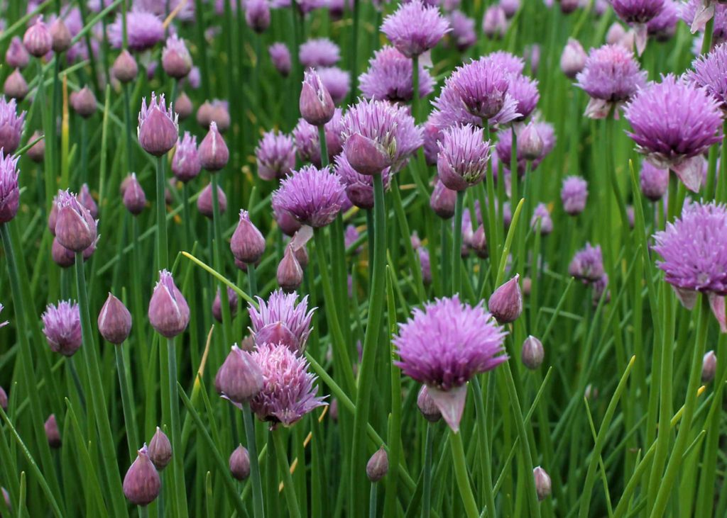 Chives in the wild with purple flowers