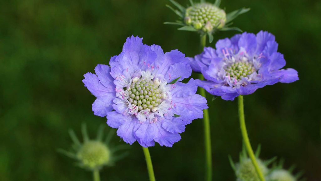 Blue flowers with a dark backrgound