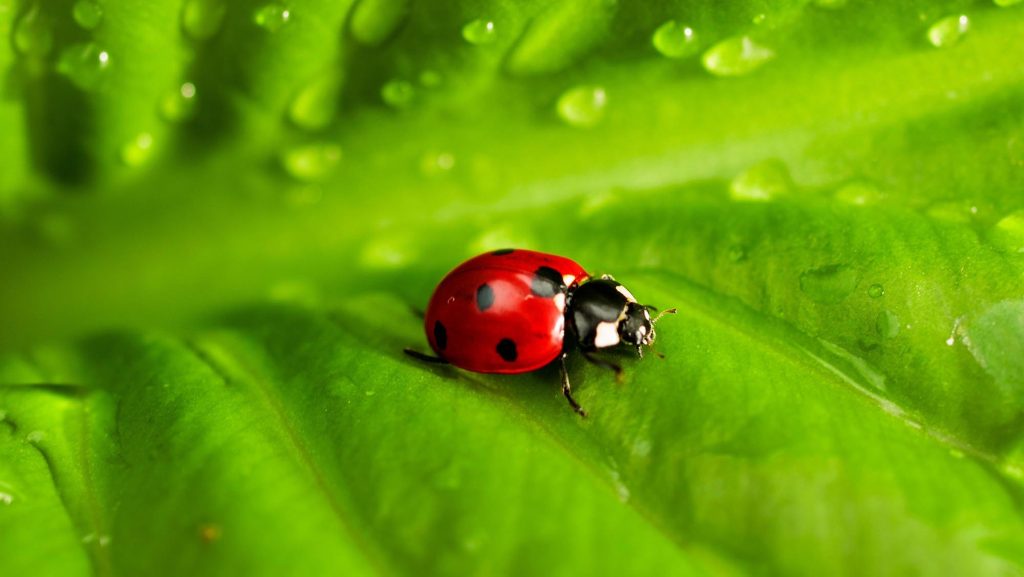 Close-up of a ladybug on a dewy green leaf