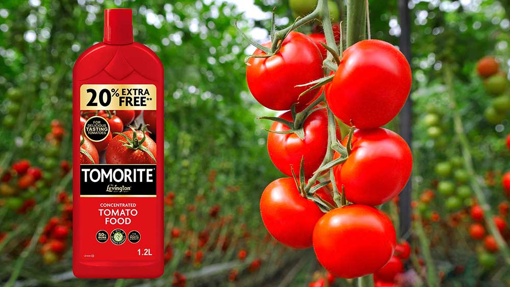 Tomorite 1.2 L next to a hanging tomato vine