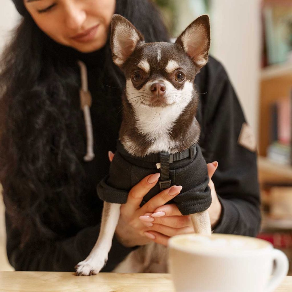 adorable-chihuahua-dog-with-female-owner