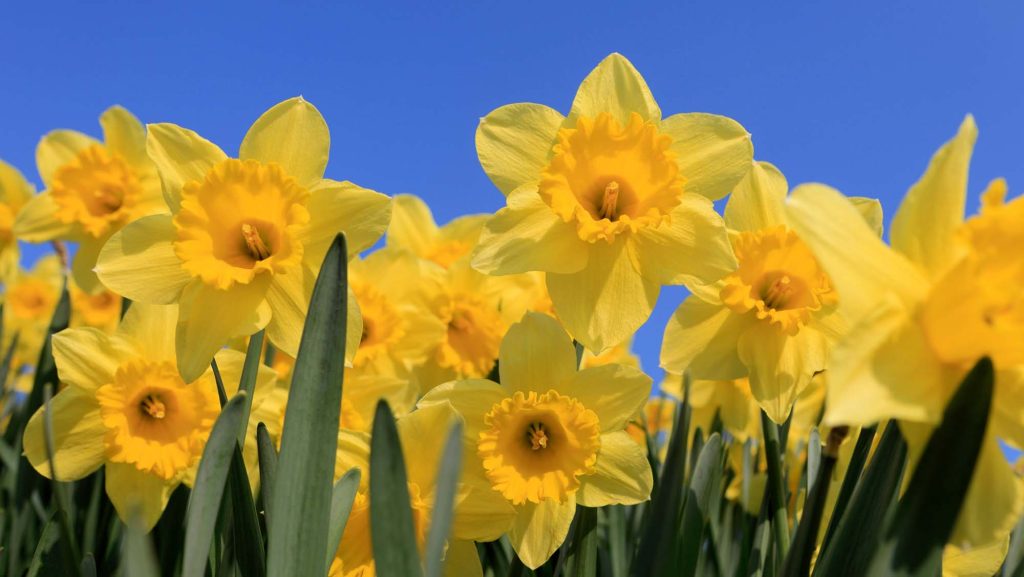 Bright yellow daffodils blooming under a clear blue sky