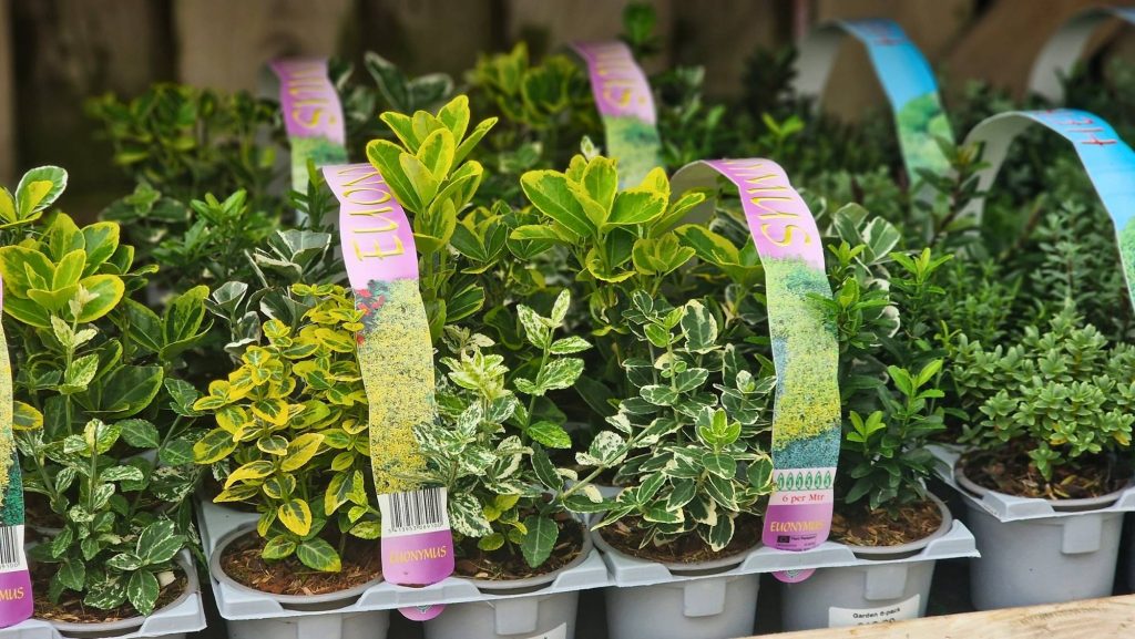 Euonymus 6 pack garden plants in trays ready for planting