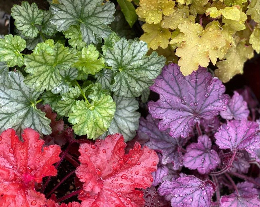 Colorful Heuchera plants in 2L pots, displaying vibrant foliage in shades of red, green, purple, and yellow, with raindrops on the leaves.