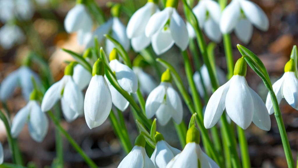 Close-up of blooming white snowdrop flowers in early spring
