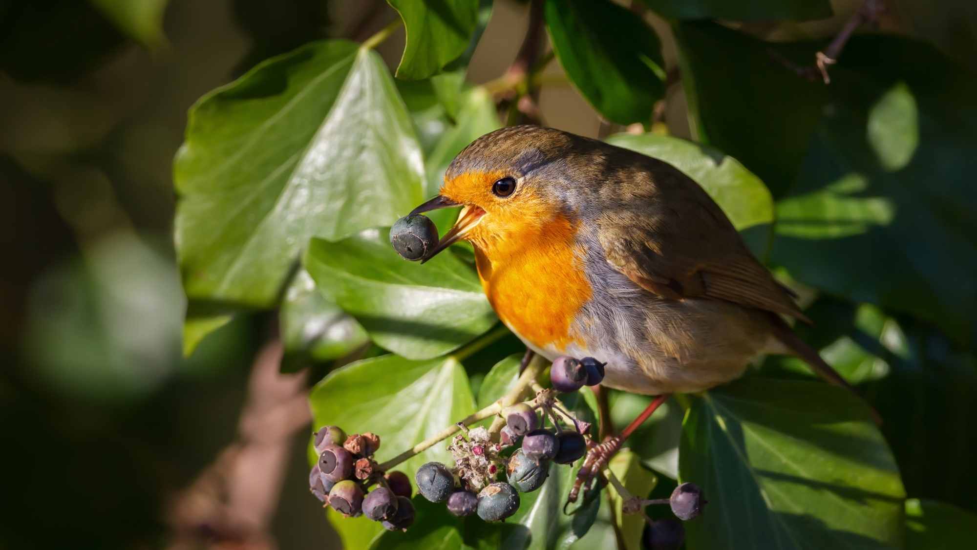 A robin perched among green leaves eating dark berries in an autumn garden.