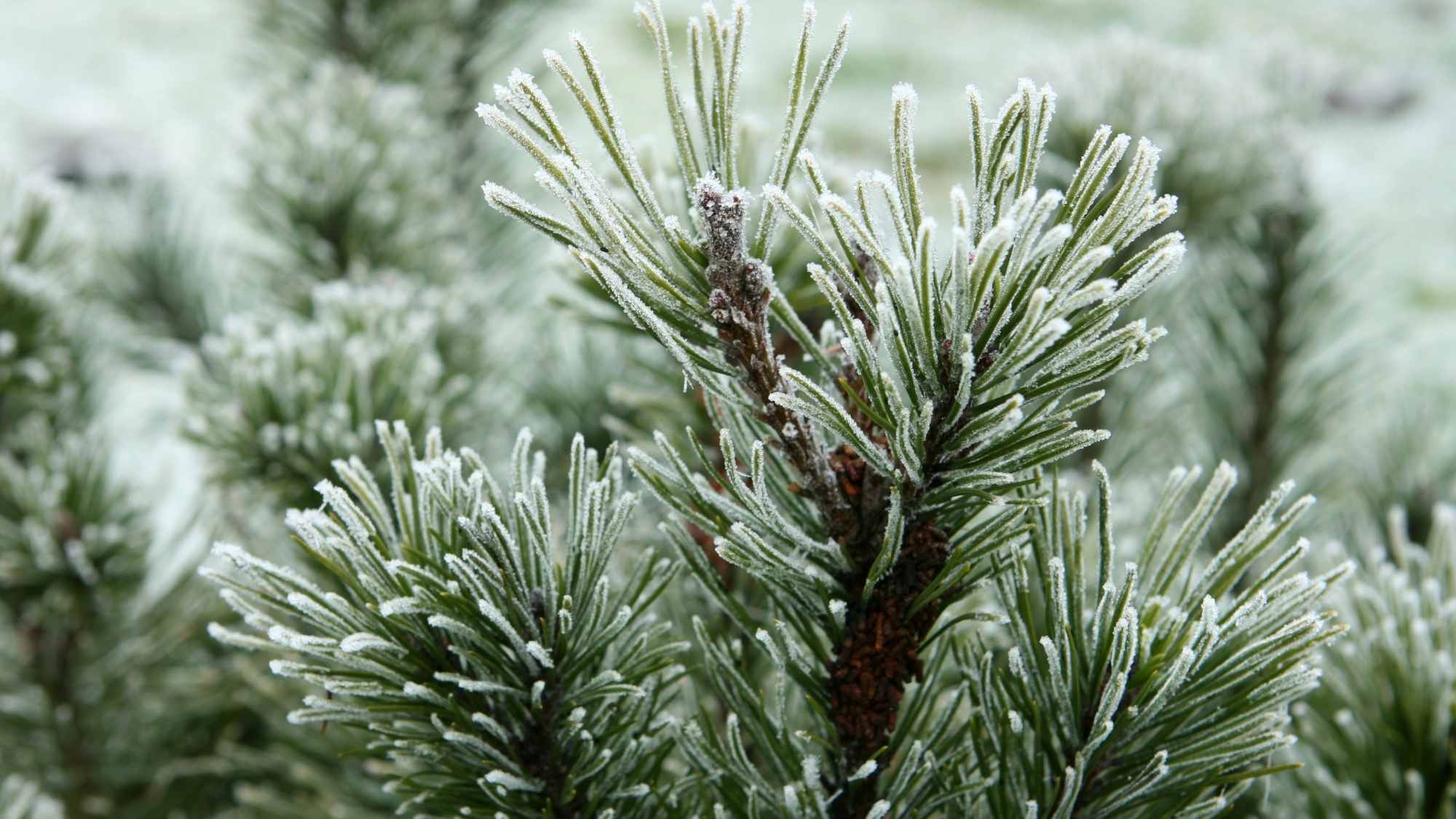 Close-up of evergreen branches covered in frost on a cold winter morning.