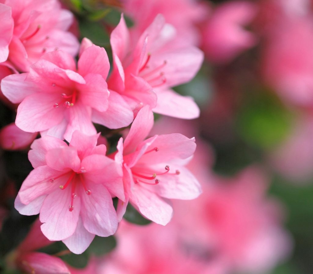 Close up of pink Azalea Japonica flowers in bloom with soft green foliage.
