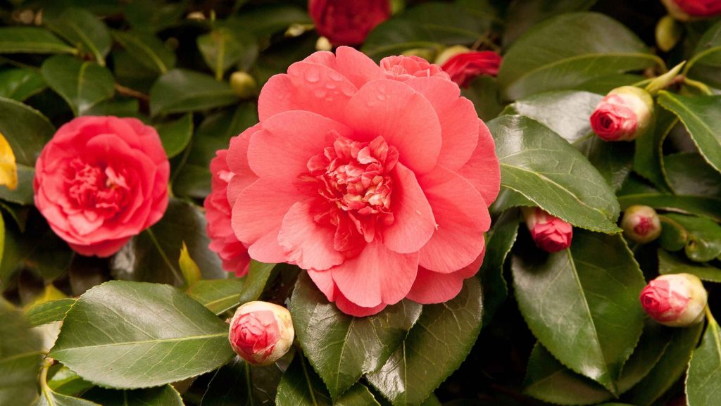Close up of a pink Camellia flower in bloom with glossy green evergreen leaves.