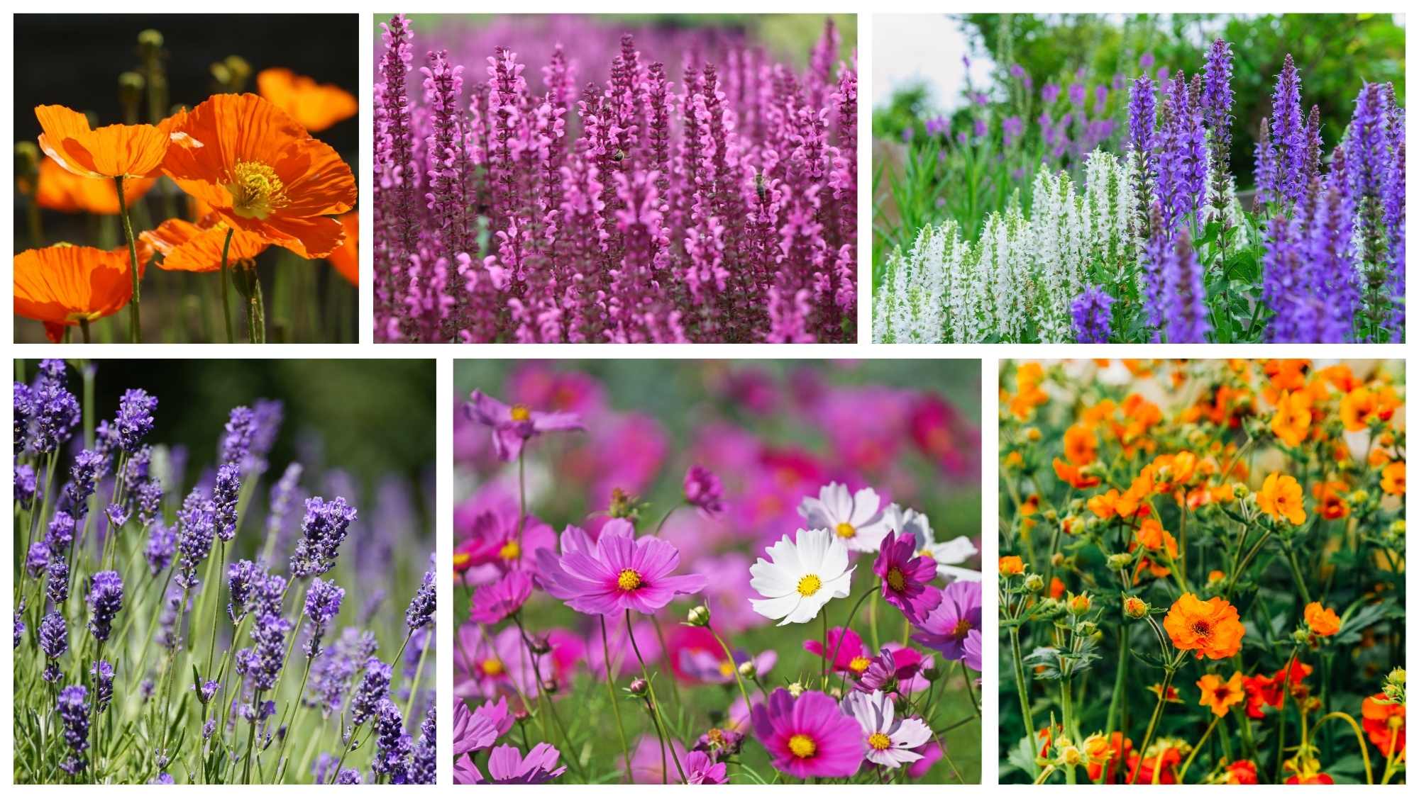 Colourful cottage garden planting featuring salvias, lavender, cosmos, geums and poppies inspired by Chelsea Flower Show trends.