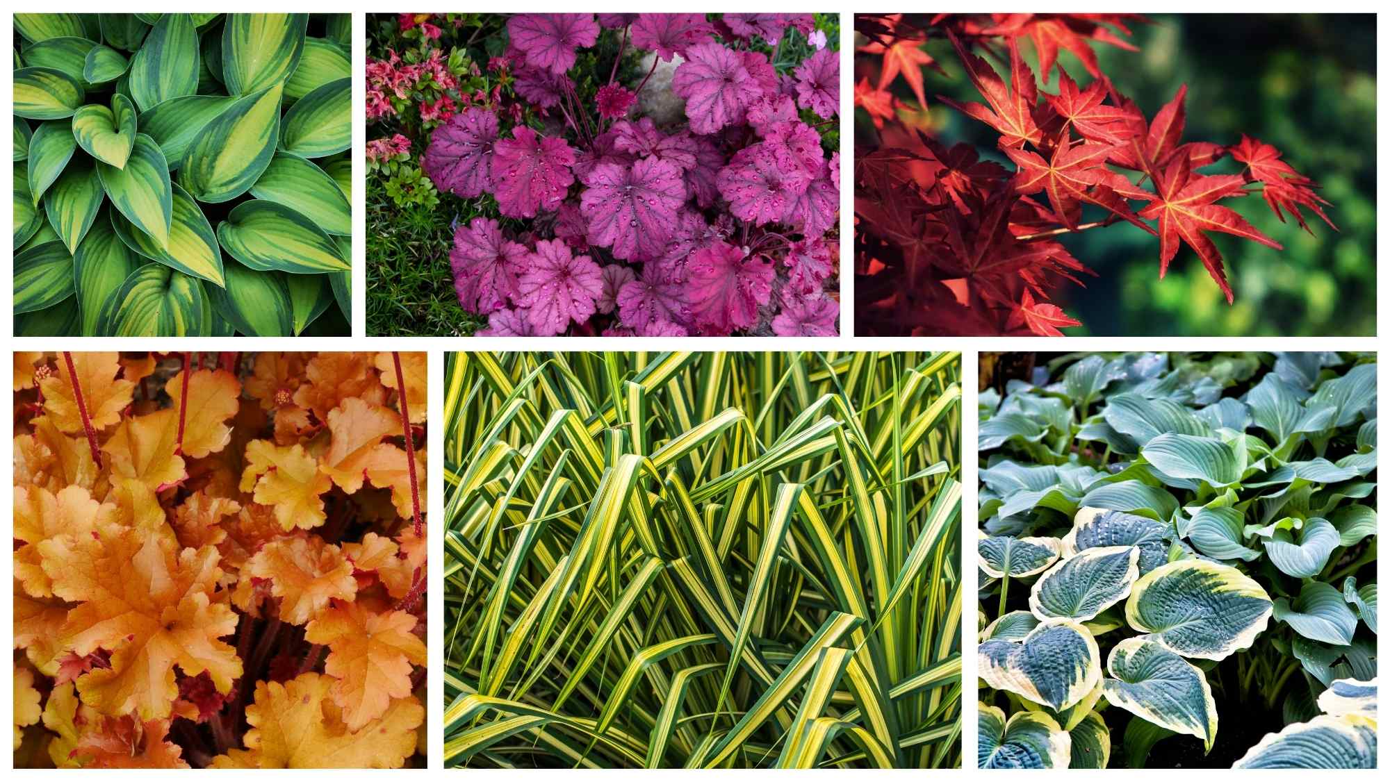A mix of colourful foliage plants including hostas, heucheras, ornamental grasses and Japanese maple inspired by modern Chelsea Flower Show garden designs.