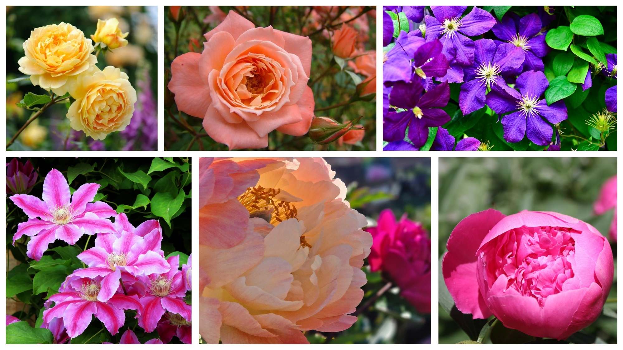 A romantic Chelsea inspired planting collage featuring roses, peonies and flowering clematis climbers in soft pink, peach, cream and purple tones.