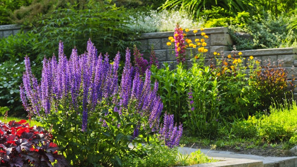 A Chelsea inspired garden border filled with purple salvias, layered planting and colourful perennial flowers beside a stone garden wall.