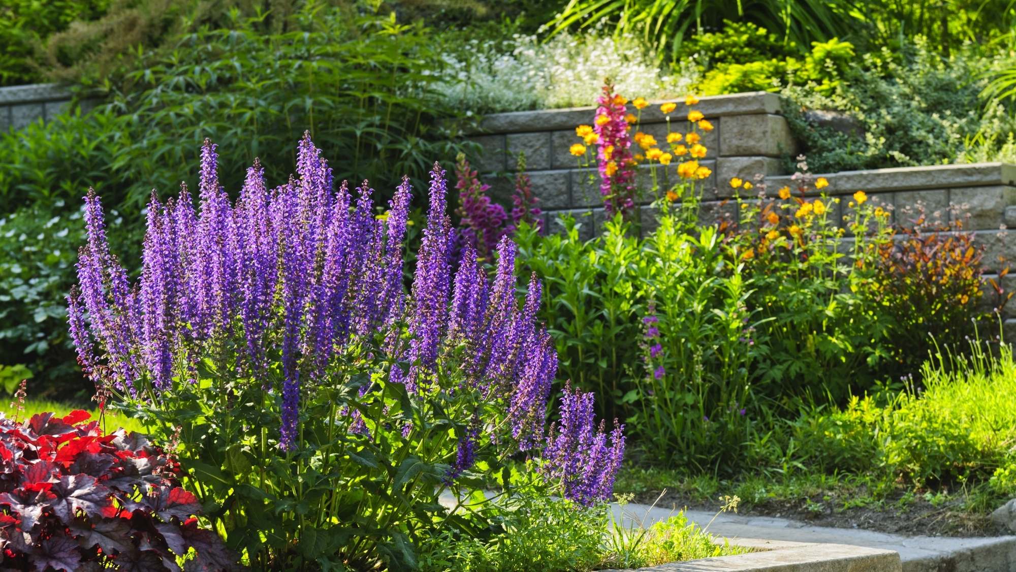 A Chelsea inspired garden border filled with purple salvias, layered planting and colourful perennial flowers beside a stone garden wall.