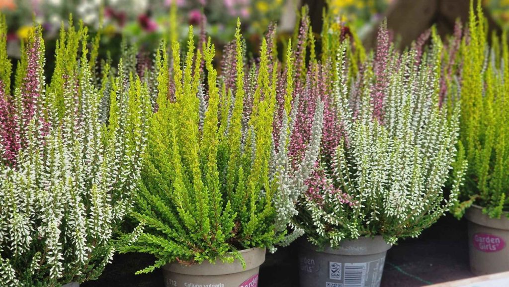 Sunset Girls Trio heathers with pink, white and green foliage Title: