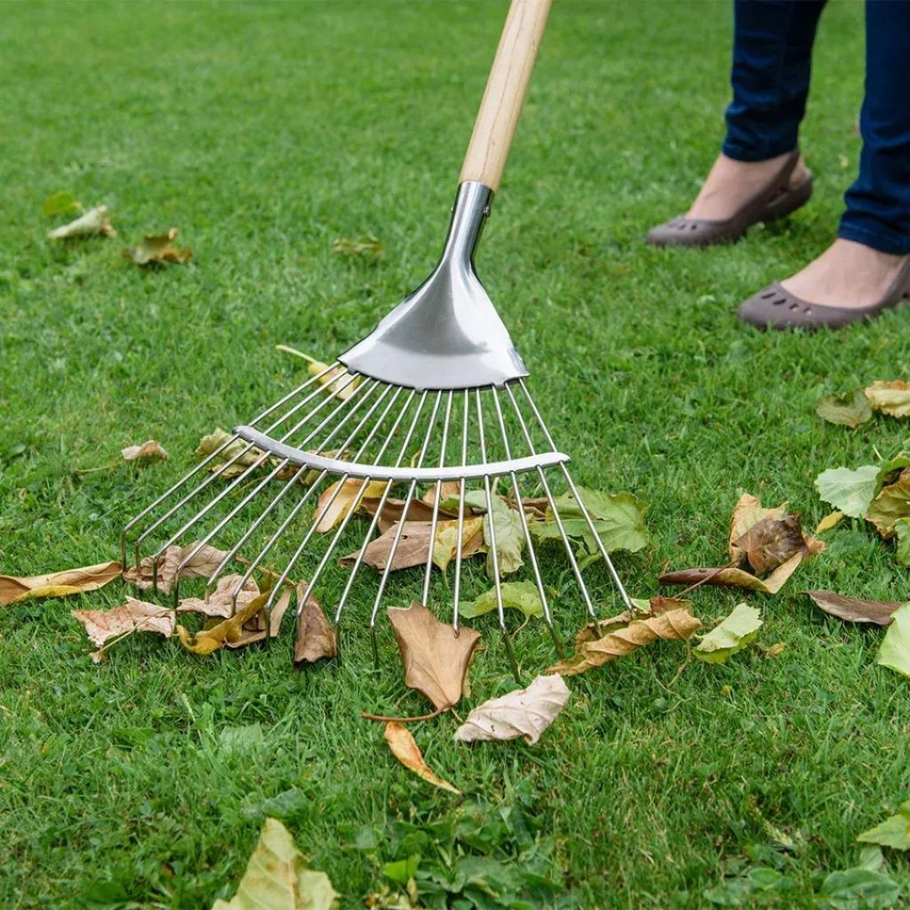 Raking Autumn leaves from the lawn