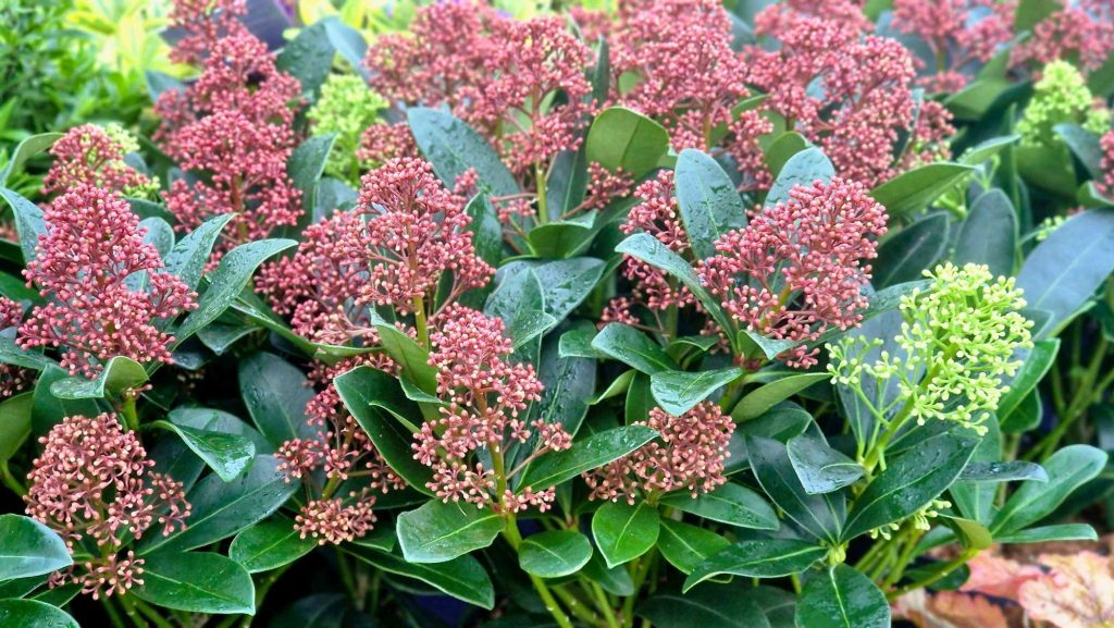 Skimmia ‘Double Diamond’ with red and green flower buds and glossy evergreen leaves