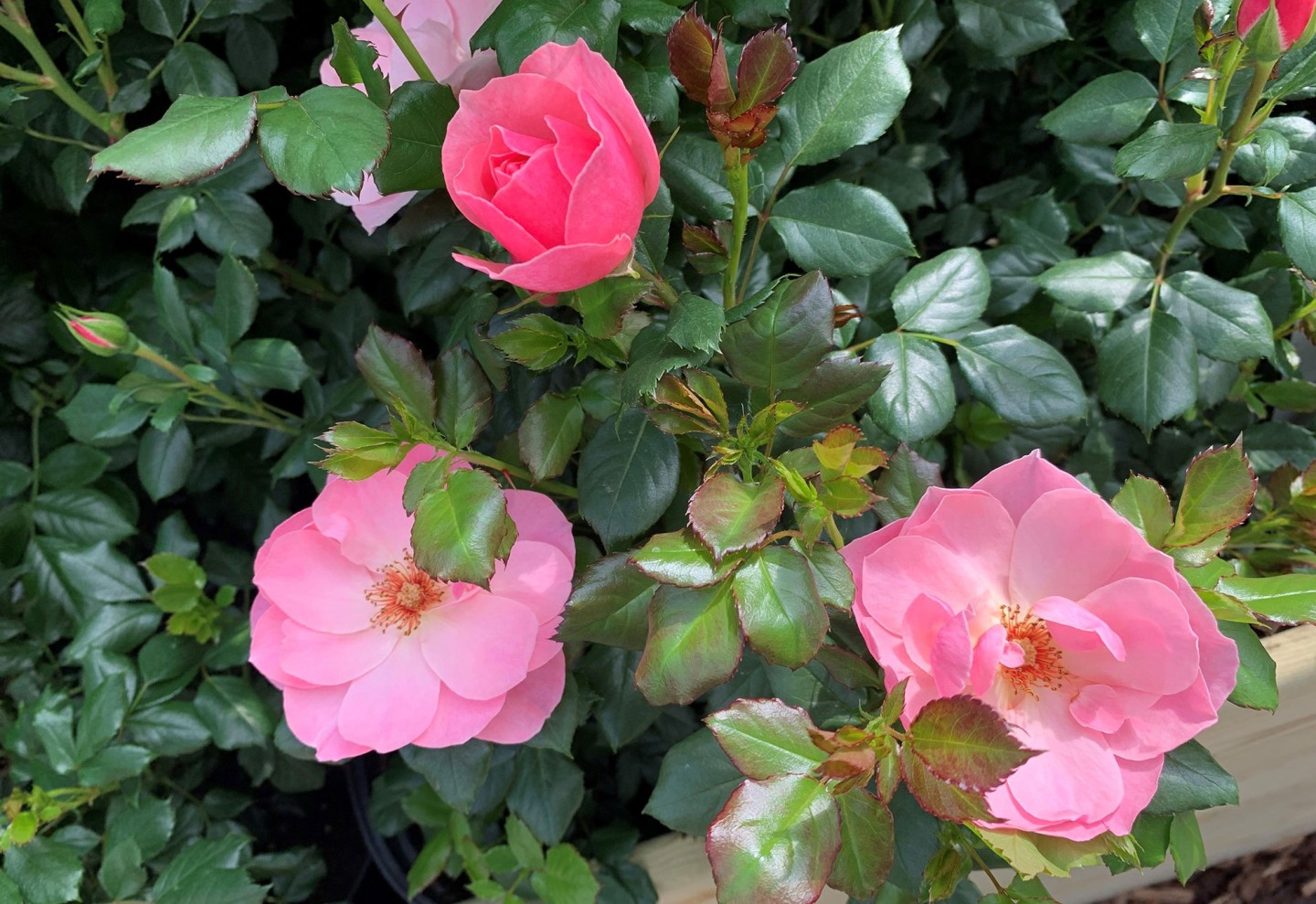 Philip Harkness Roses - Goulds Garden Centre